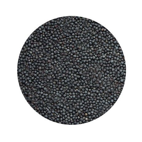 Graines de colza, en vrac, 1kg